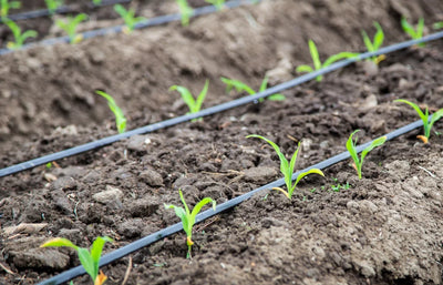 Das automatische Bewässerungssystem | Der perfekte Helfer für Ihren Garten